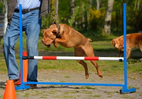 A cursus Hondenschool Puppyclass