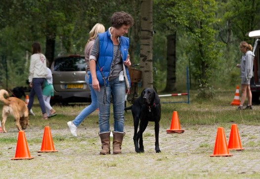 B cursus Hondenschool Puppyclass