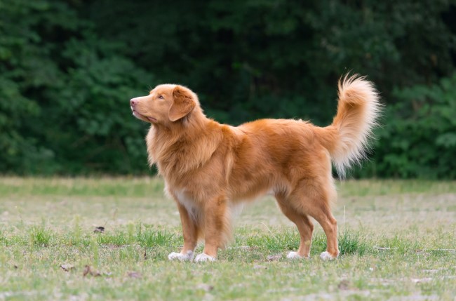 GH Hondentraining Hondenschool Puppyclass