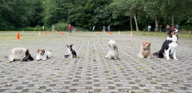 Gehoorzame Hond Hondenschool Puppyclass