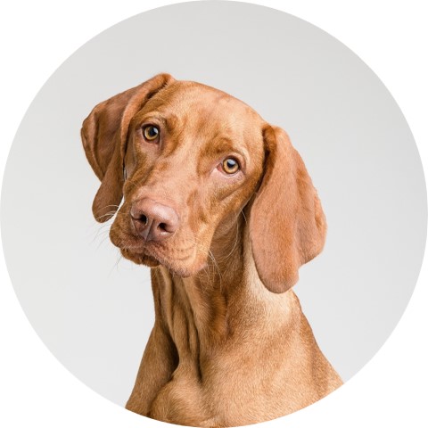 Prieles Hondenschool Puppyclass